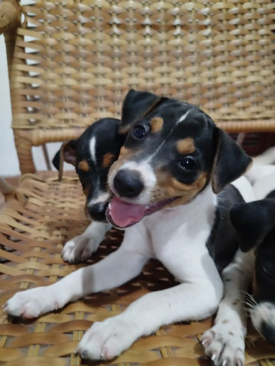 Vendo filhotes de Fox paulistinha/ Terrier brasileiro