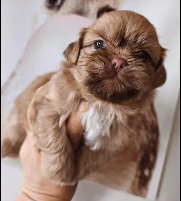 Filhote Shih Tzu chocolate.