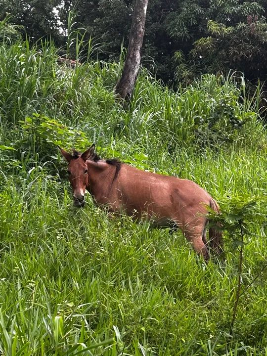 Burro mais a traia a venda  - Foto 5