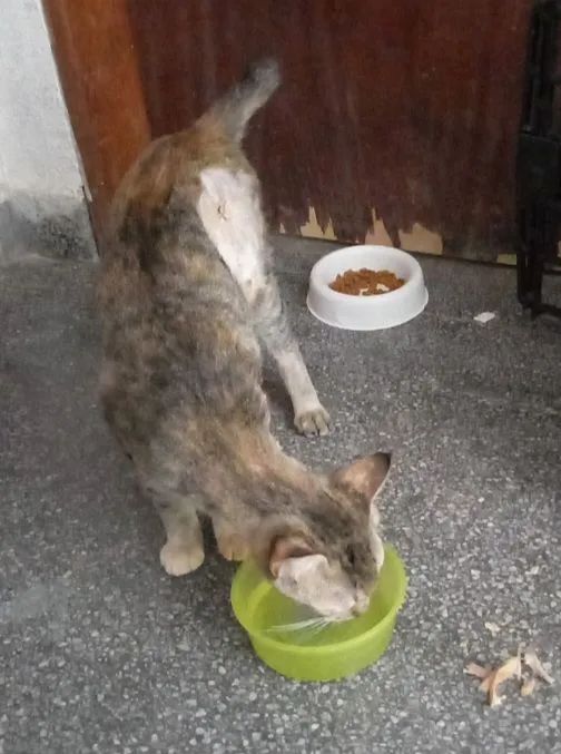 Doação responsável gata castrada  - Foto 4