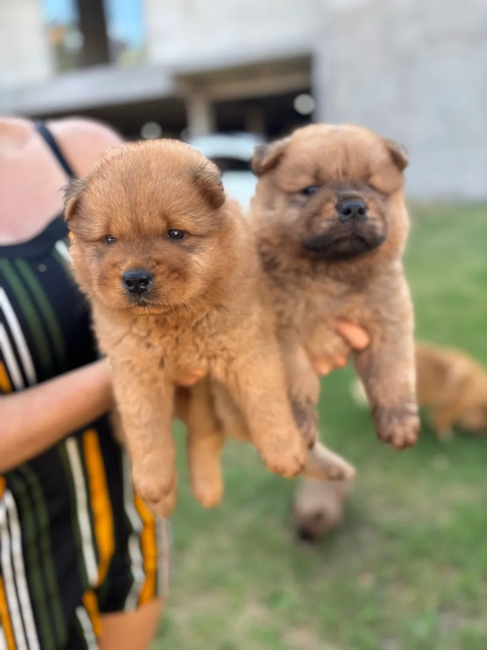 Filhotes de Chow Chow disponíveis para venda