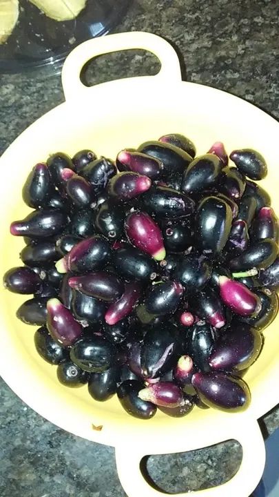 Uva Niágara rosada enxertada e Plantas frutíferas - Foto 3