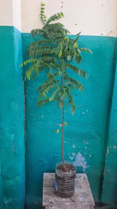 Muda de carambola