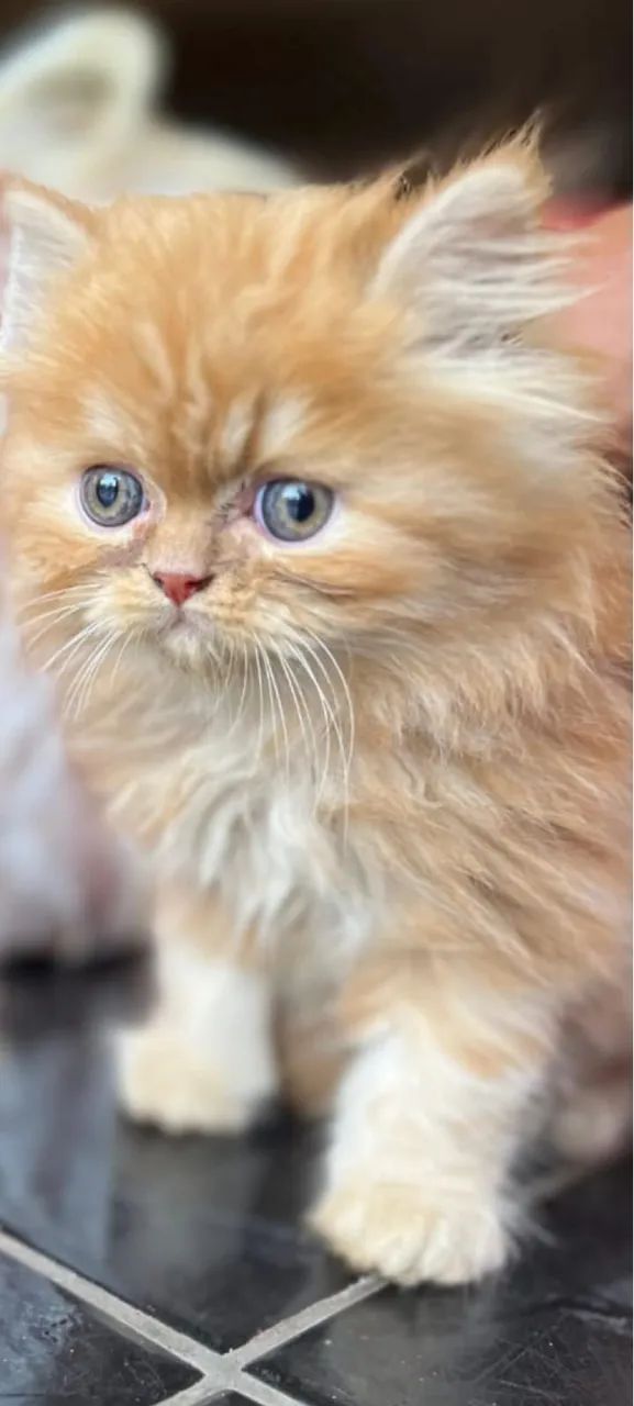 Filhote de gato persa