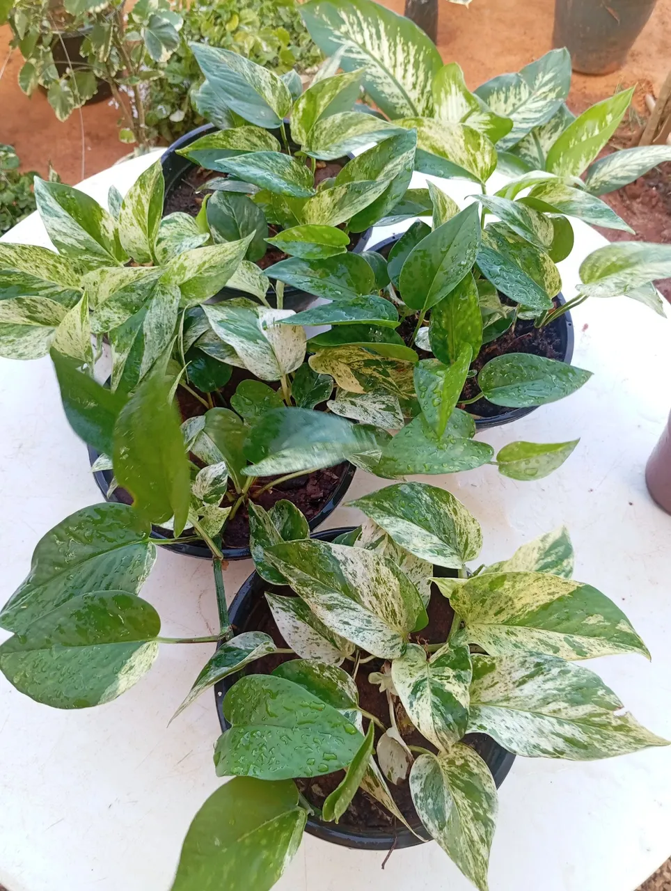 Lindas plantas pendentes.