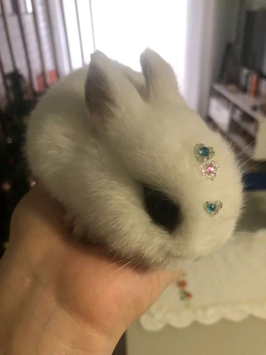 Mini Coelho Netherland Dwarf - Foto 2