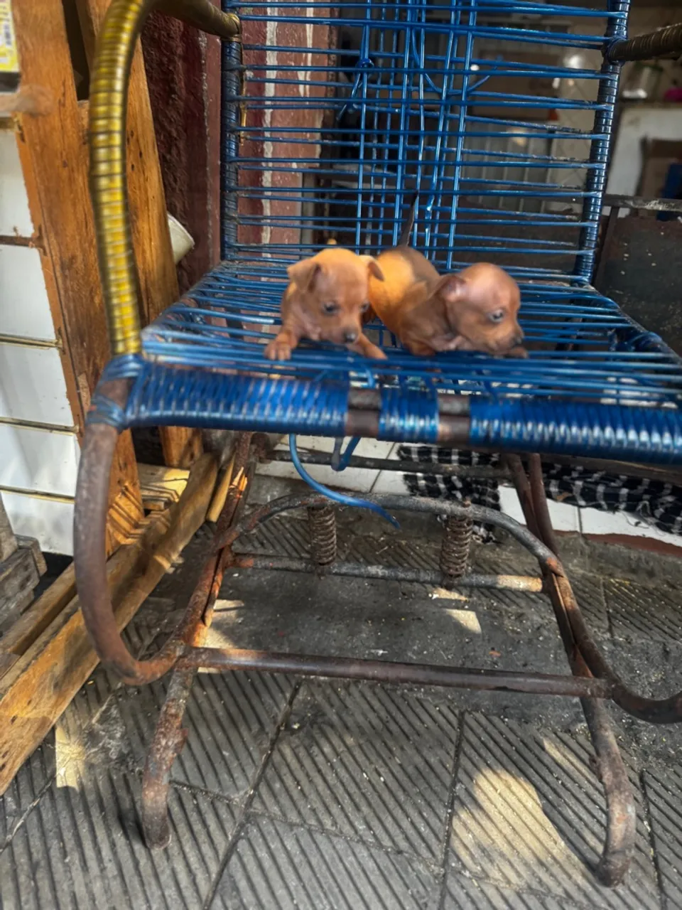 Lindos filhotes de Pinscher Mini