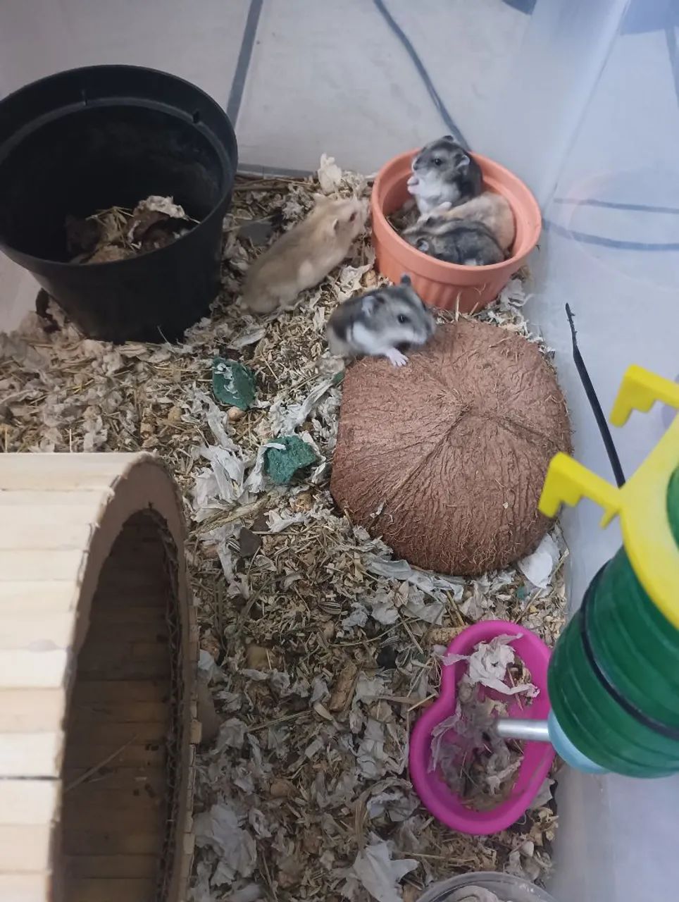 Hamster anão russo.64706317764865122