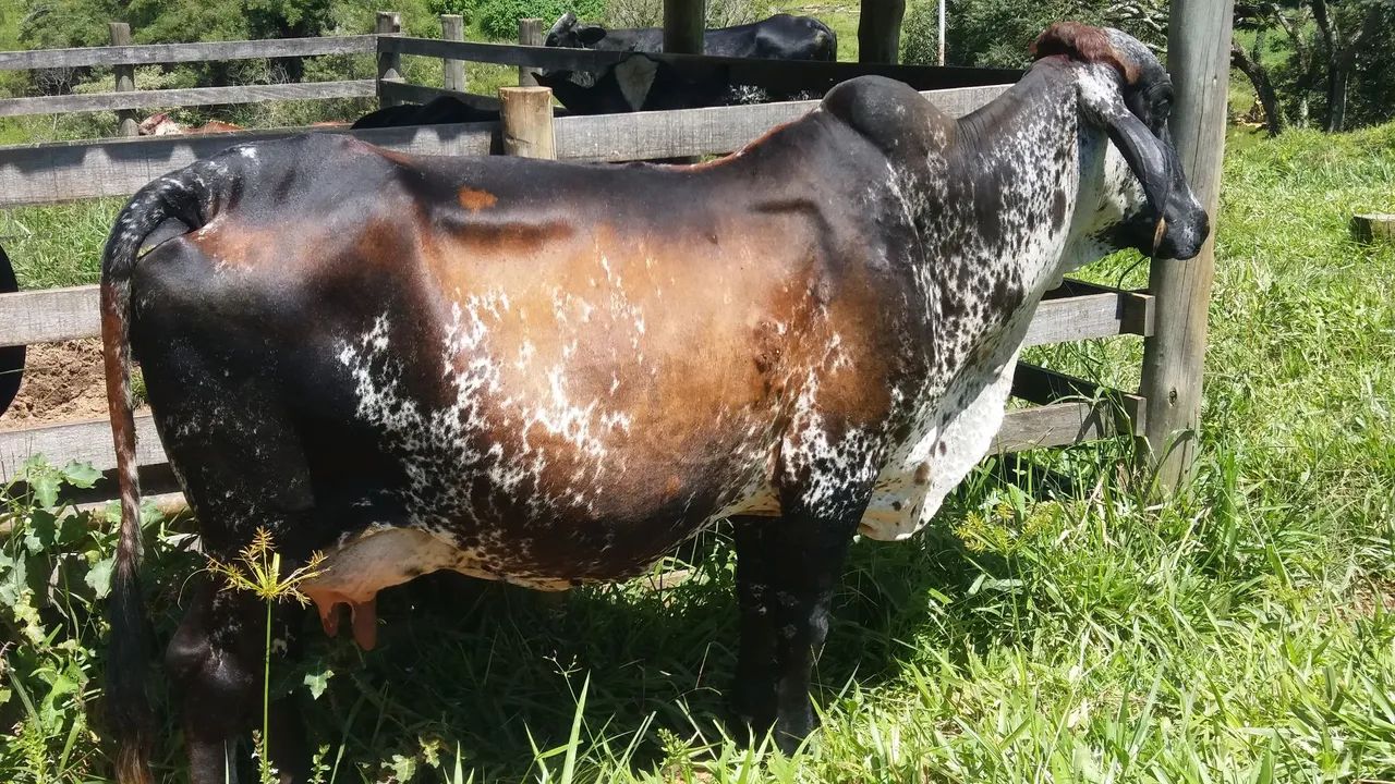 Gado de leite Gir e Girolando - Foto 2