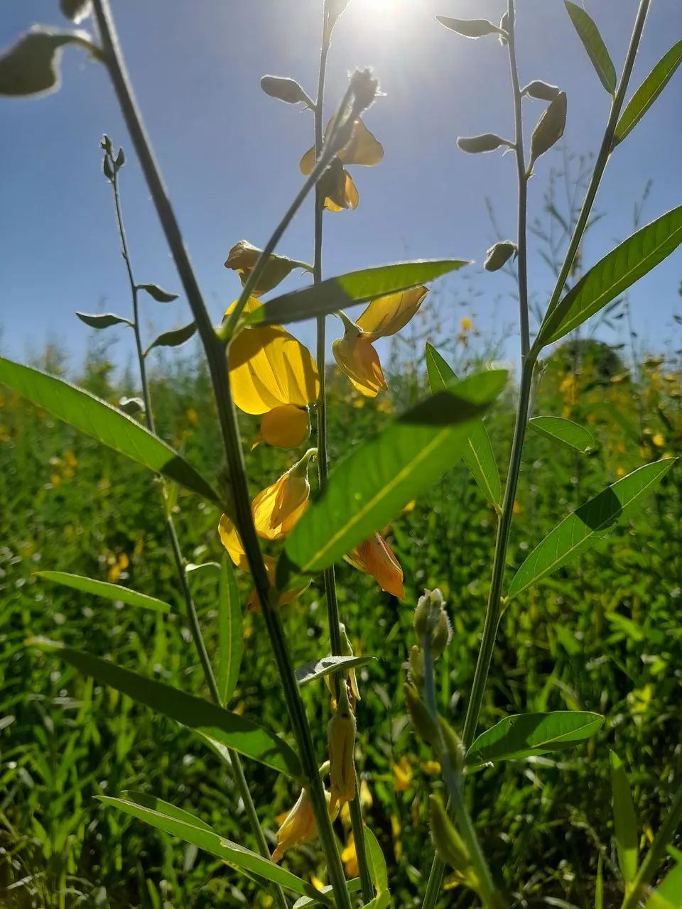 Crotalária juncea  - Foto 5
