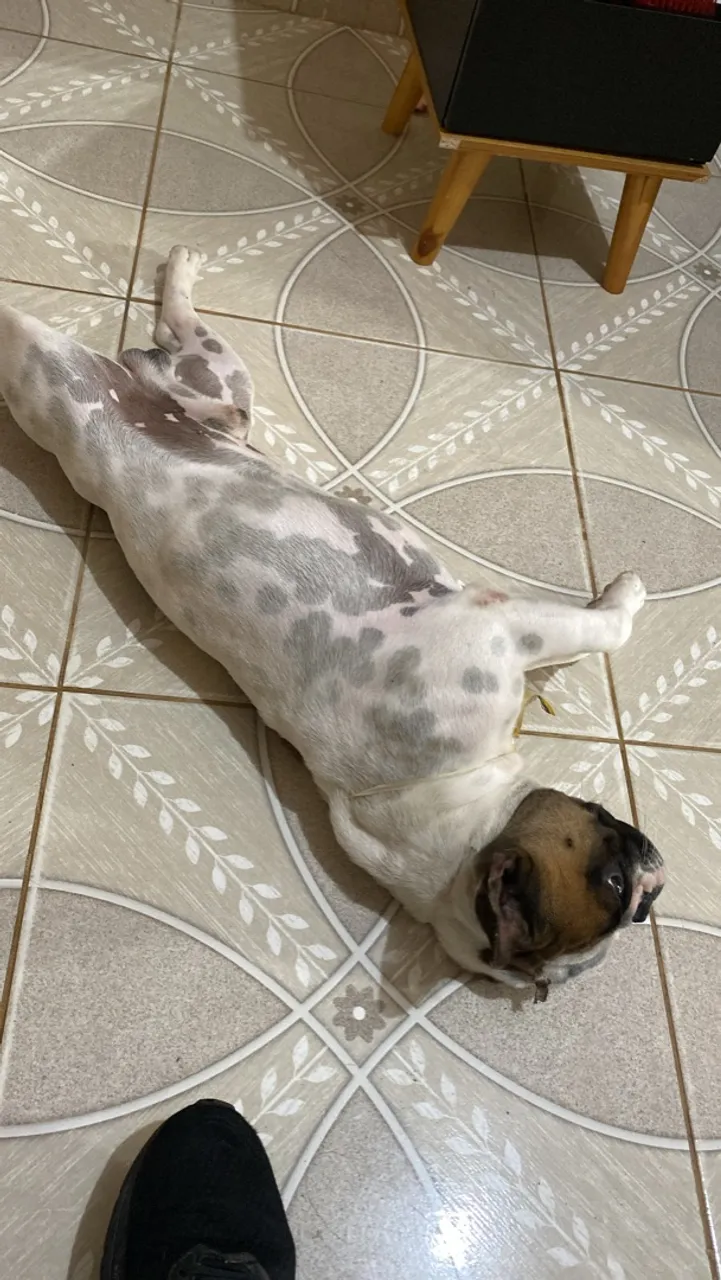 Bulldog Francês - Filhotinho Charmoso