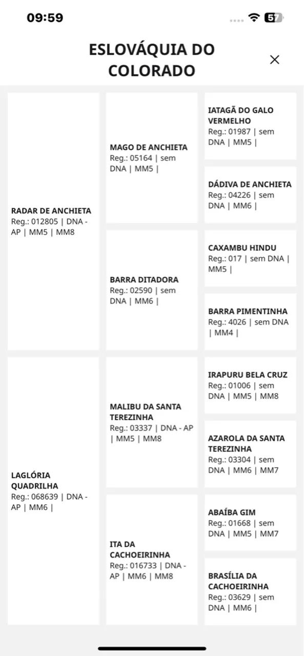 Égua mangalarga registrada  - Foto 3