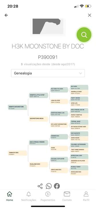 Potro Quarto de Milha - Foto 4