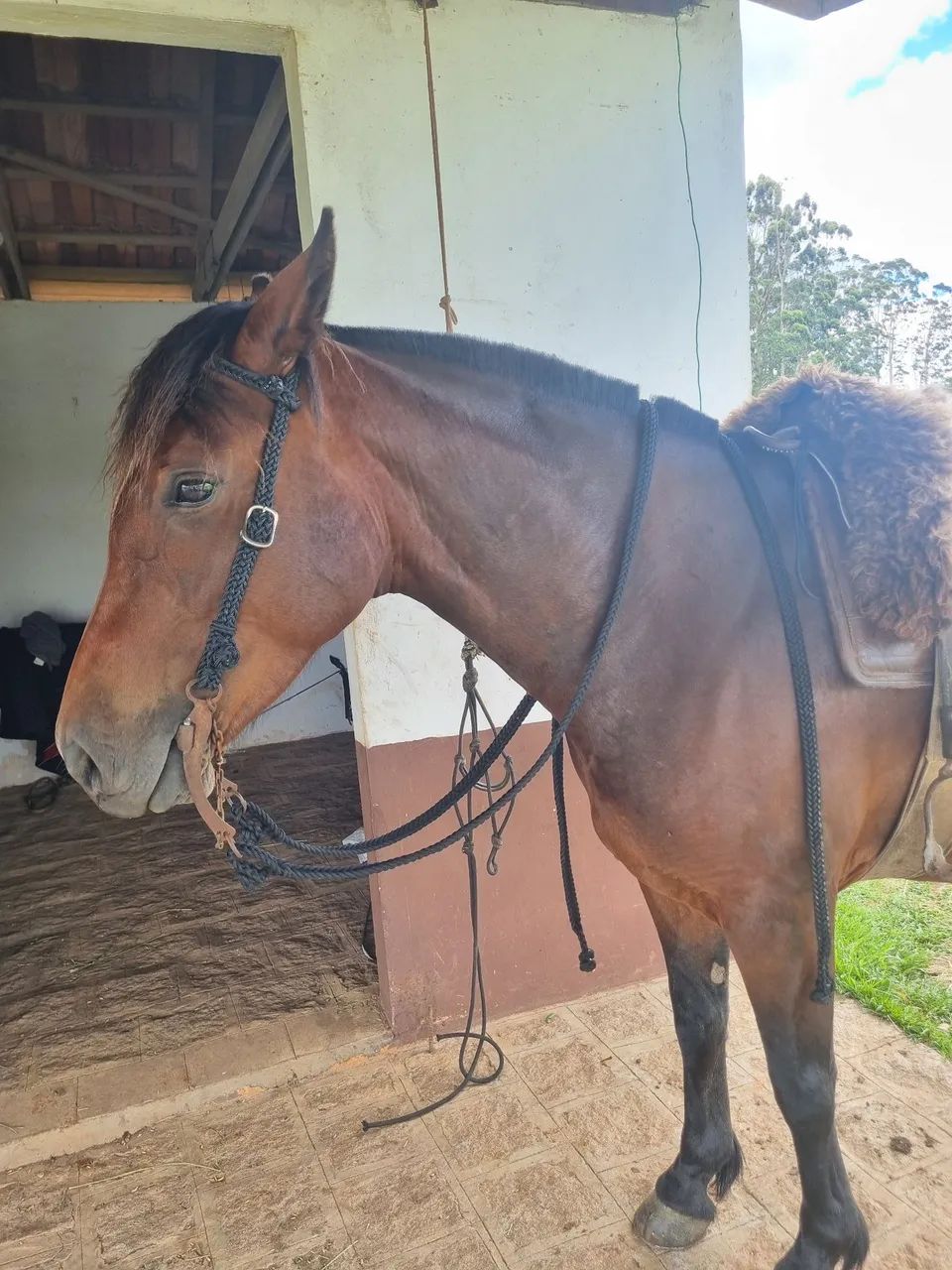 Cabeçada e rédea em corda trançada  - Foto 3
