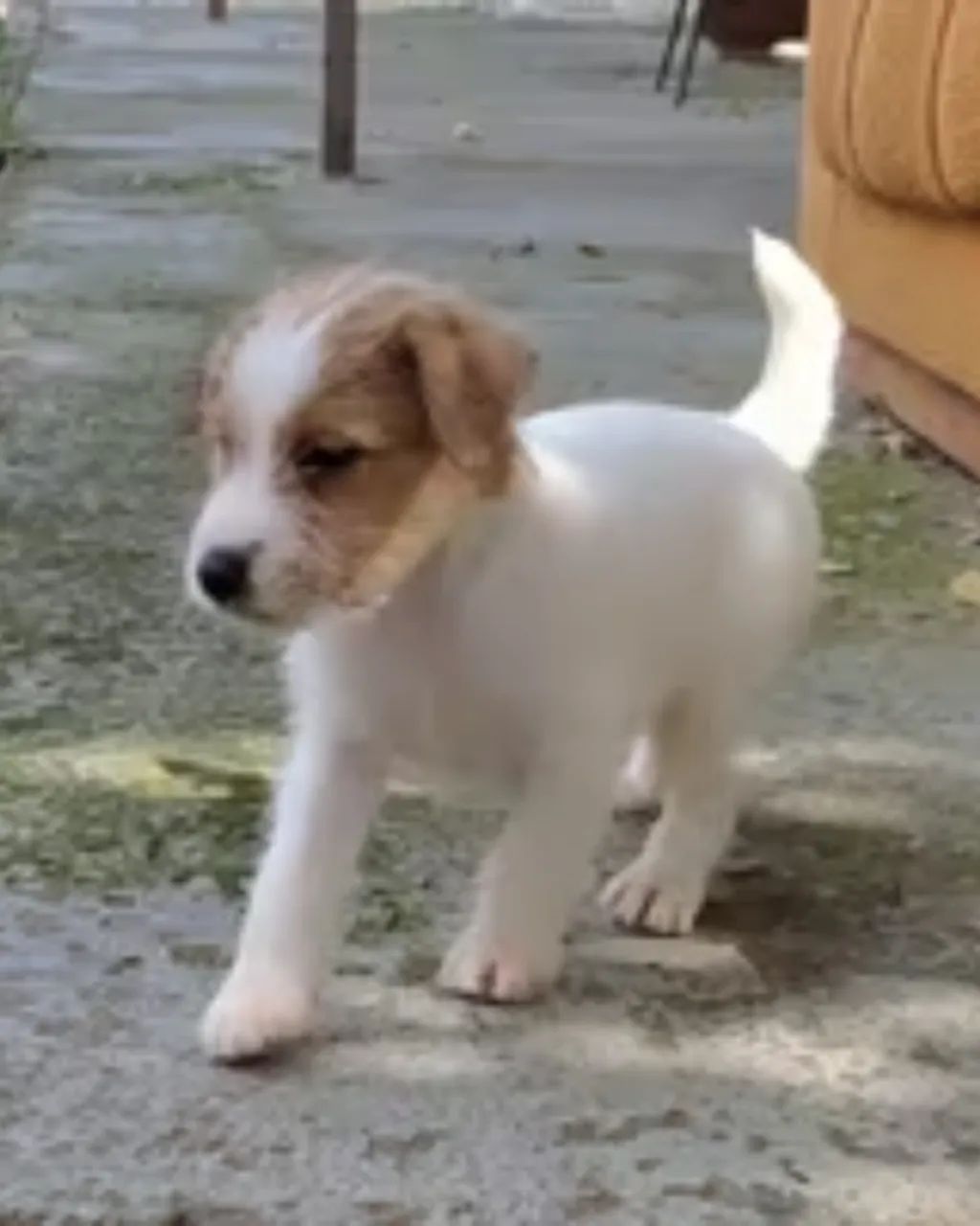 Jack Russell Único