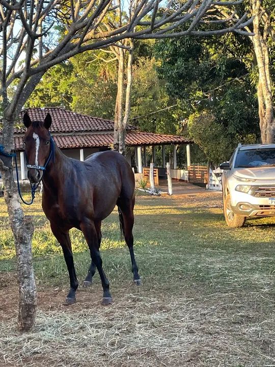 Potro Quarto de Milha - Foto 5