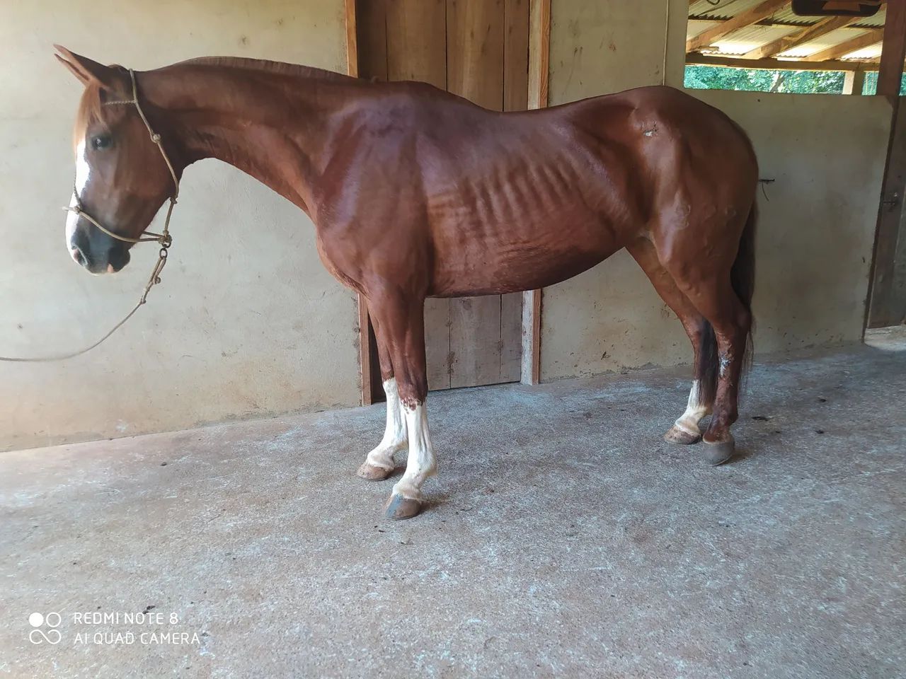 Égua Crioula Tostada Bragada - Foto 2