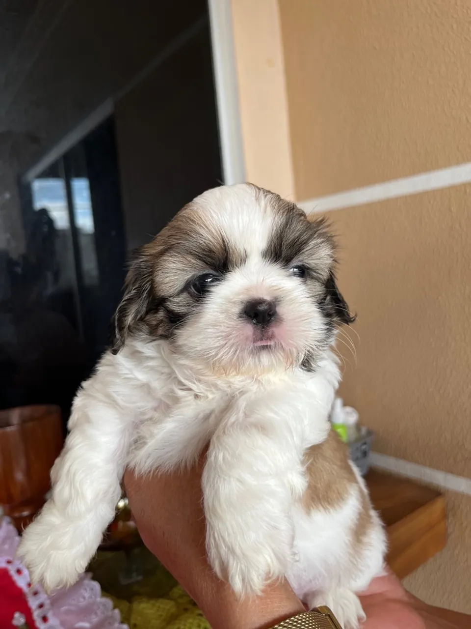 Filhote Shih Tzu fêmeas