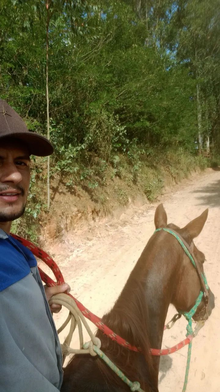 Égua de 7 anos  - Foto 6