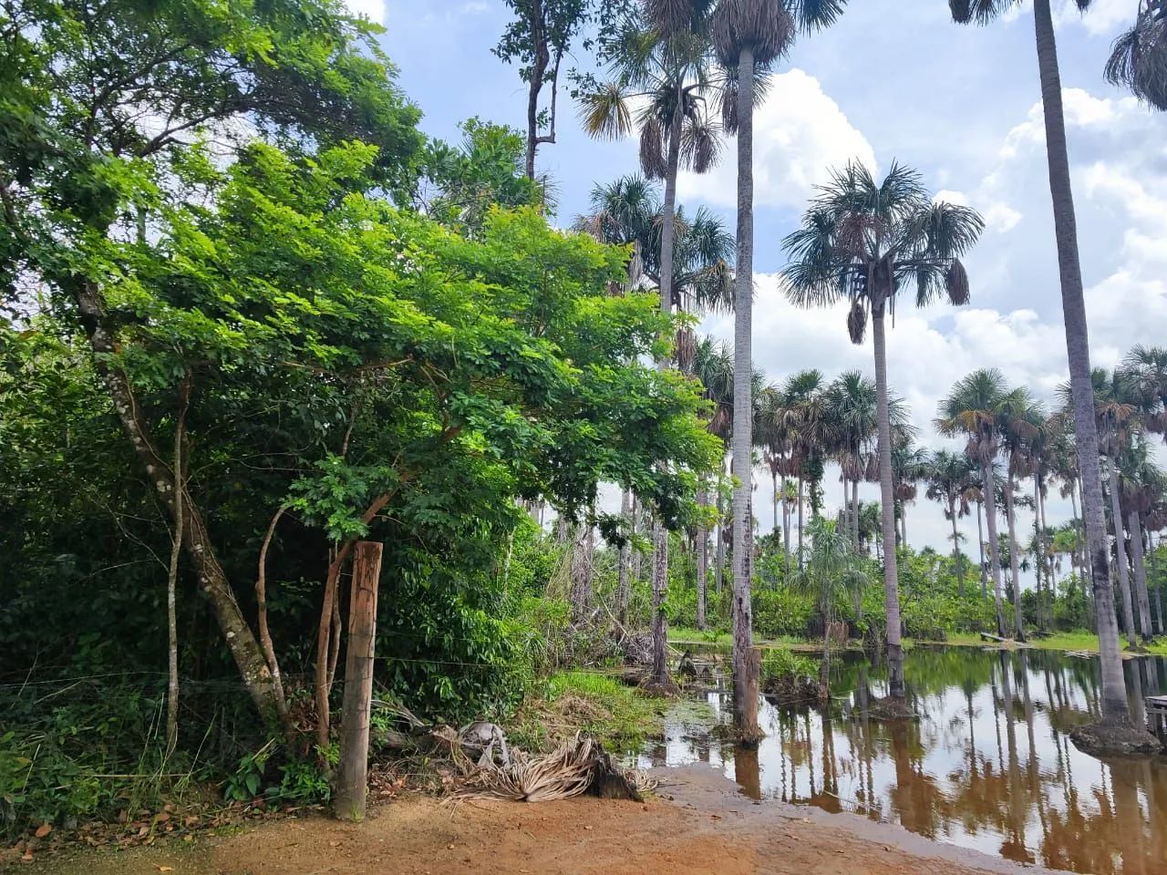 Foto - Boa Vista - Jardim Tropical