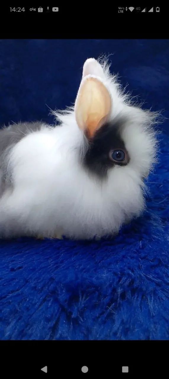 Várias raças de minis coelhos e coelho anão(ZAP na descrição) - Foto 4