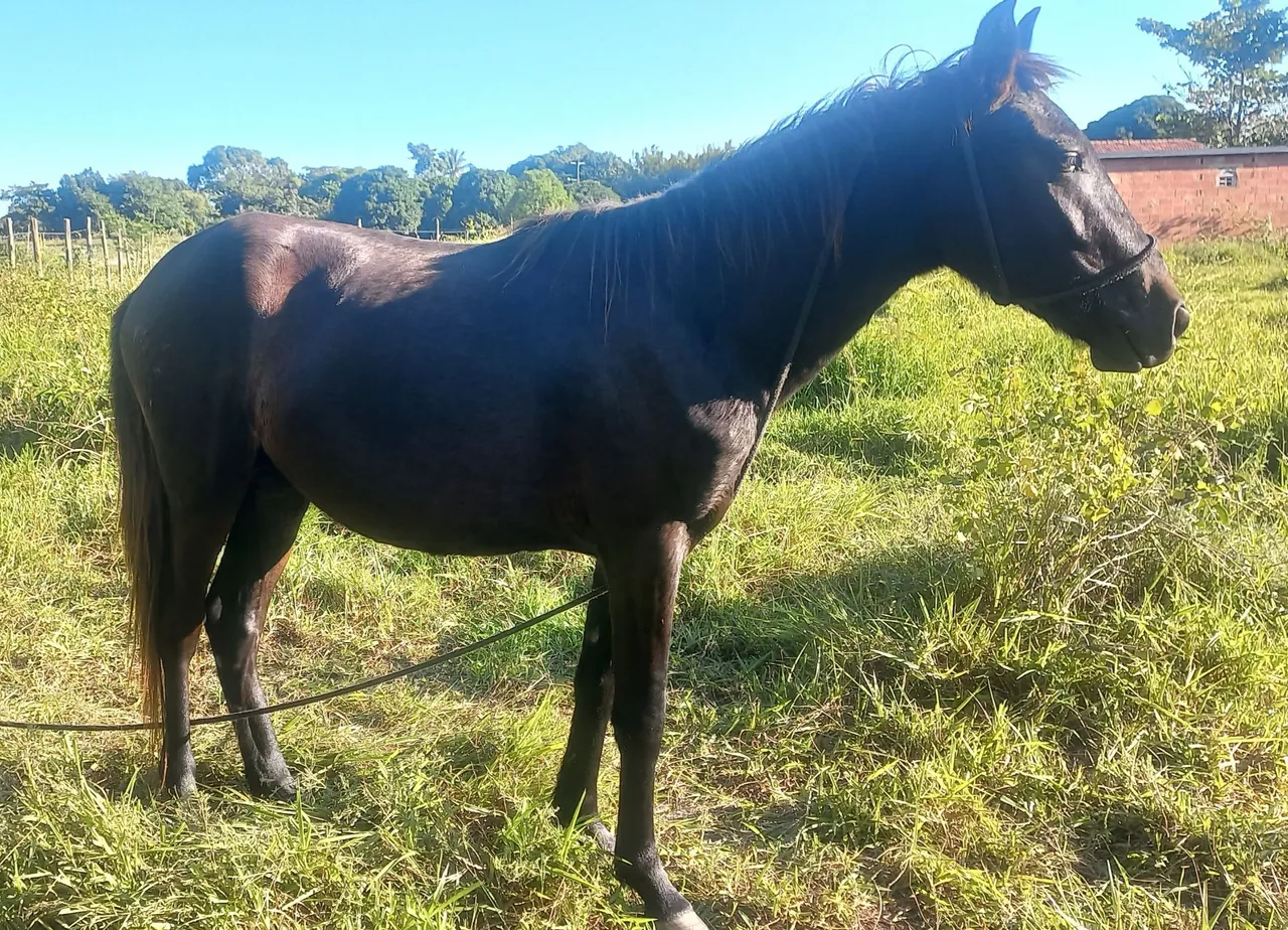 Cavalo Potro Meia Sangue QM