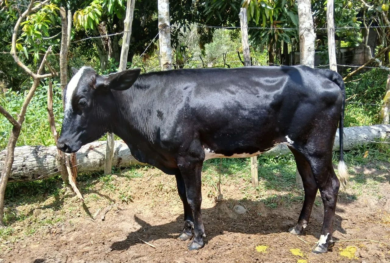 2  novilhas  girolanda  - Foto 5