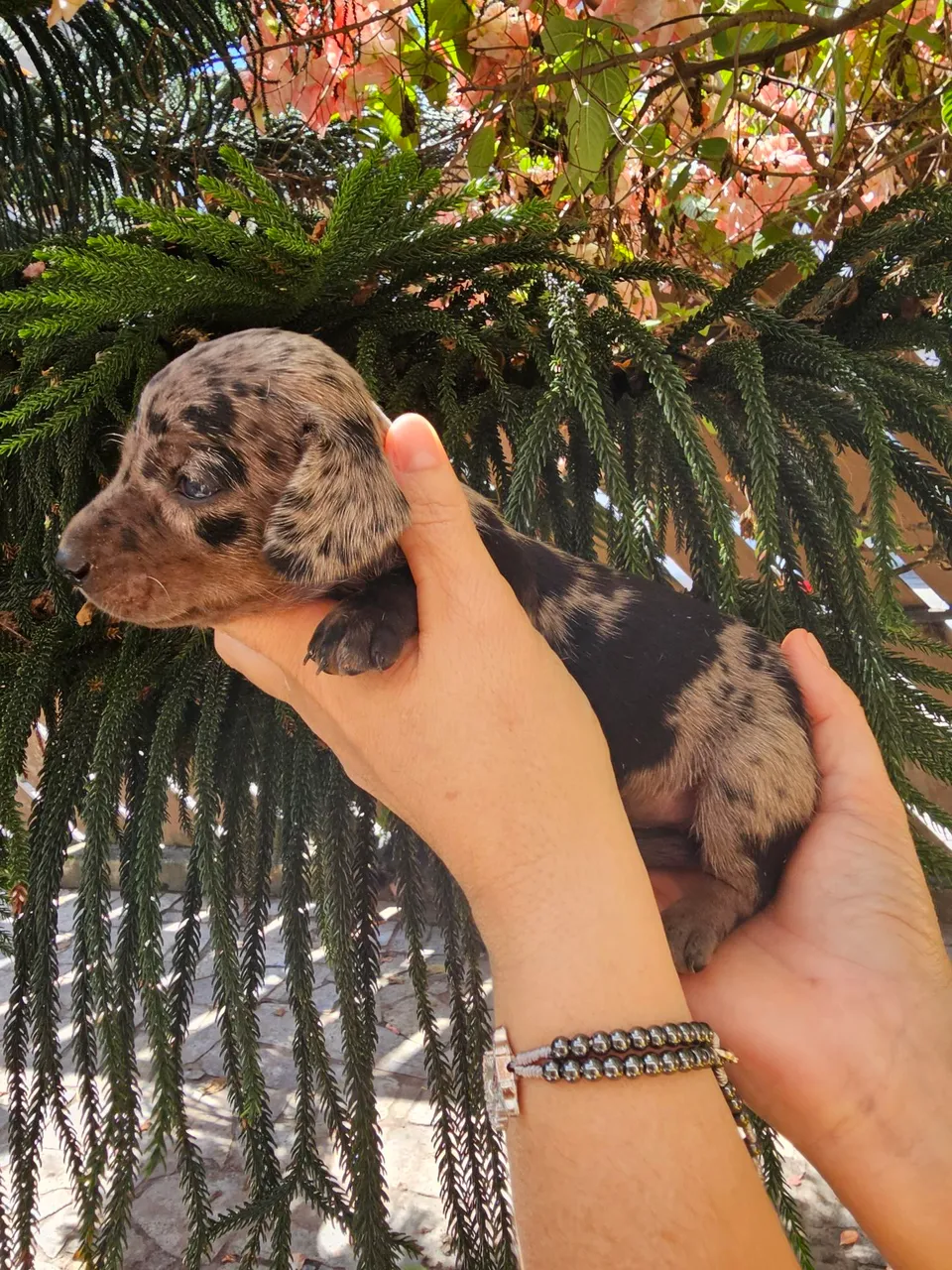 Filhote Teckel Arlequim macho dachshund basset 