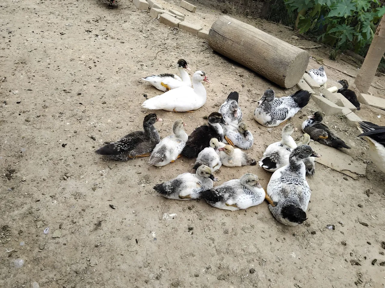 Filhotes de pato