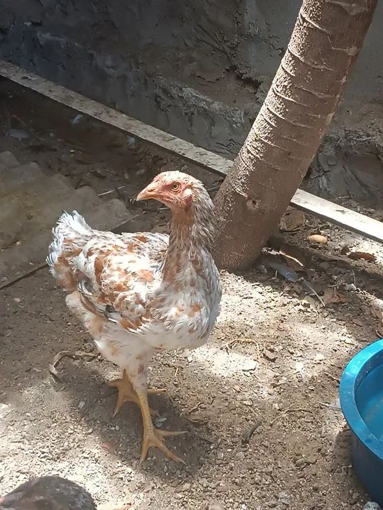 Galinha linda - ótima para colocar ovos, aproveita que tá caro o ovo.