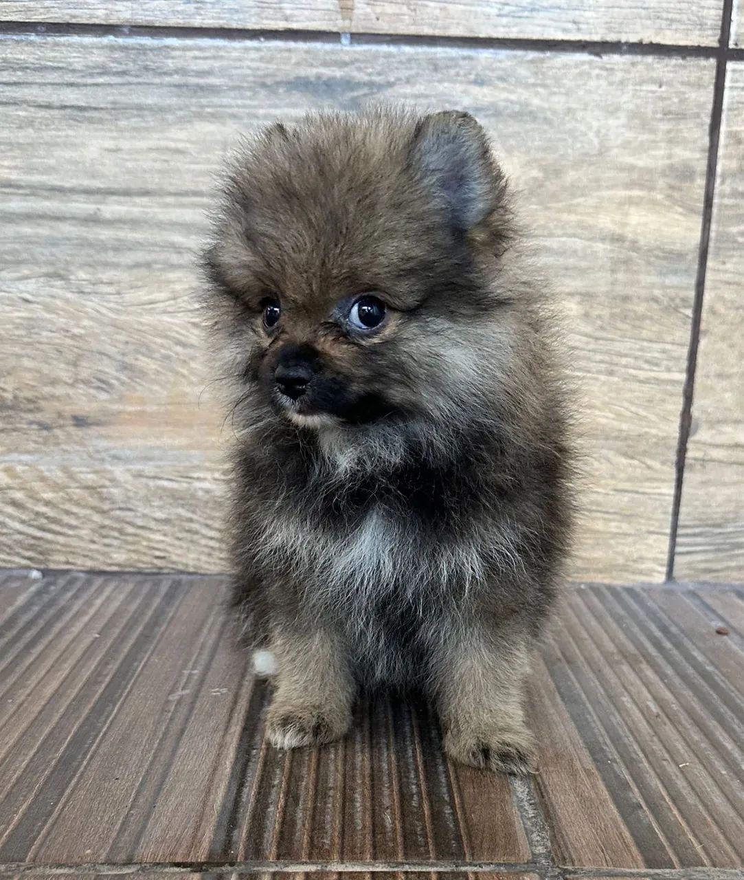 Lulu da Pomerânia - CBKC 