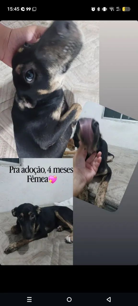 Cachorra fêmea 4 messes