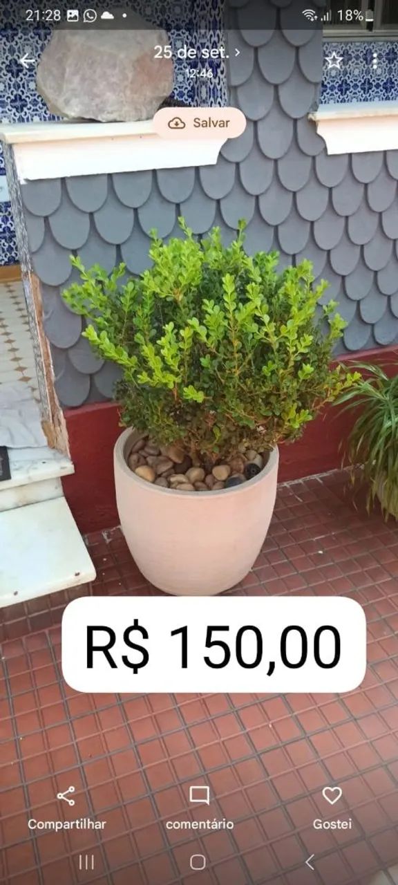 Plantas  - Foto 4