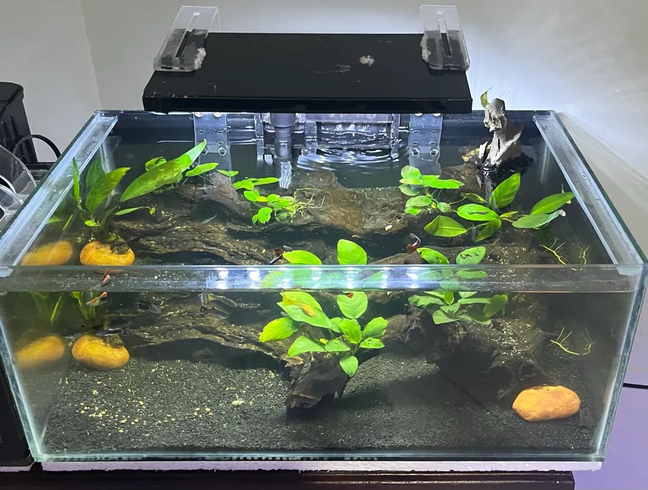 Aquario 