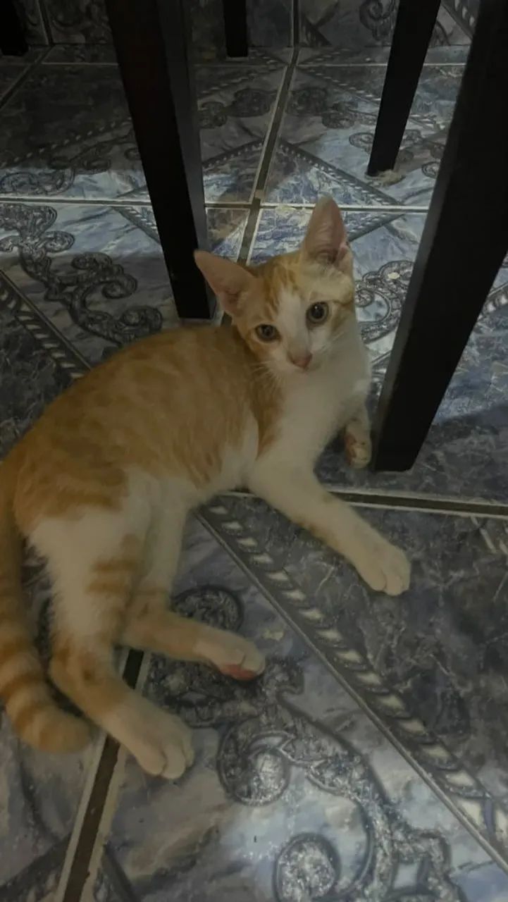 Adoção responsável  - Foto 2