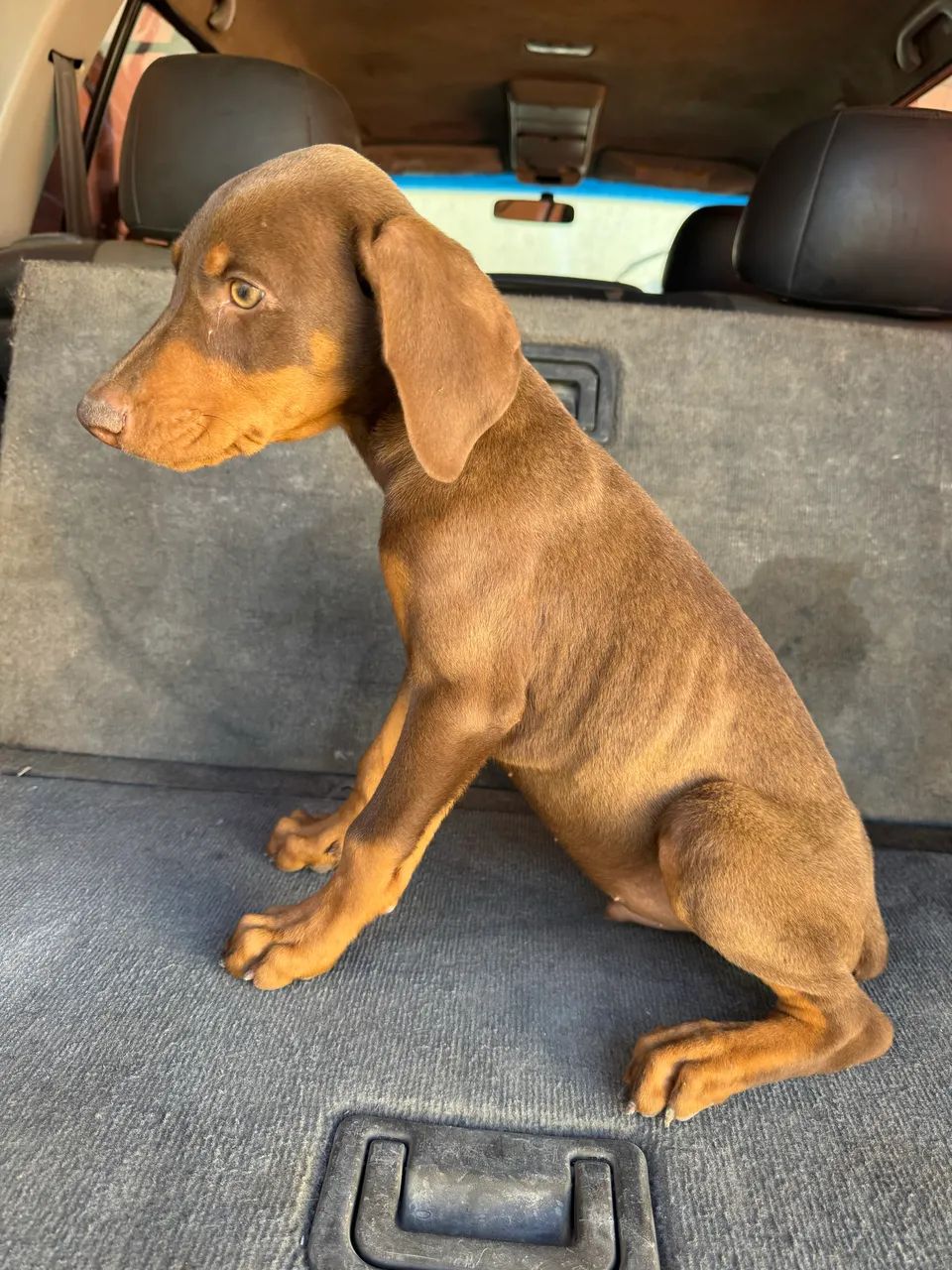 Cães Doberman  - Foto 2