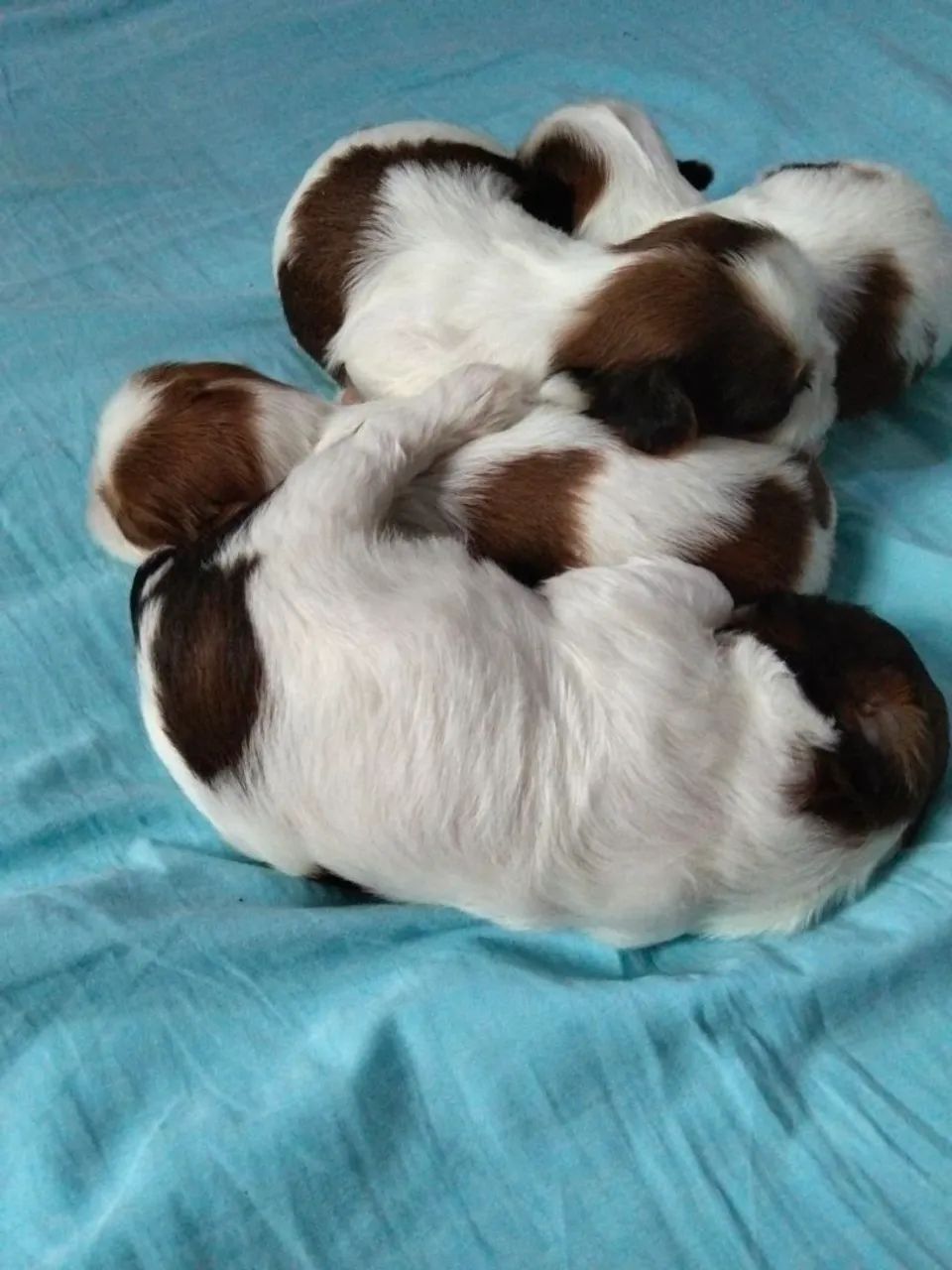 Shitzu  - Foto 2