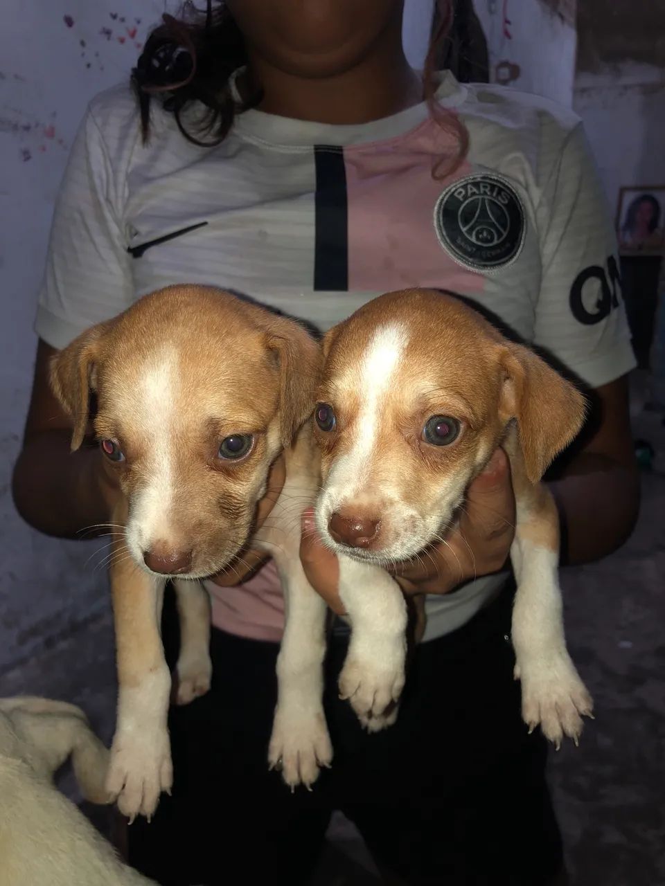 Filhote de cachorro  - Foto 2