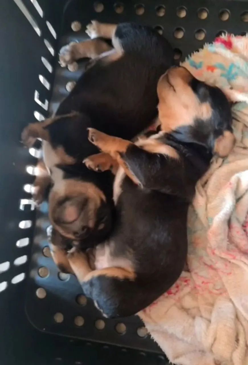 Pinscher miniatura - Foto 3
