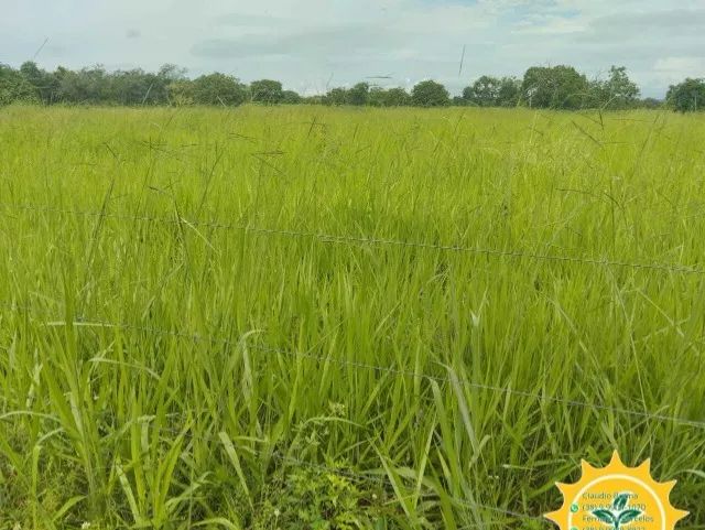 Fazenda com 48 hectares, Paracatu-Mg - Foto 4