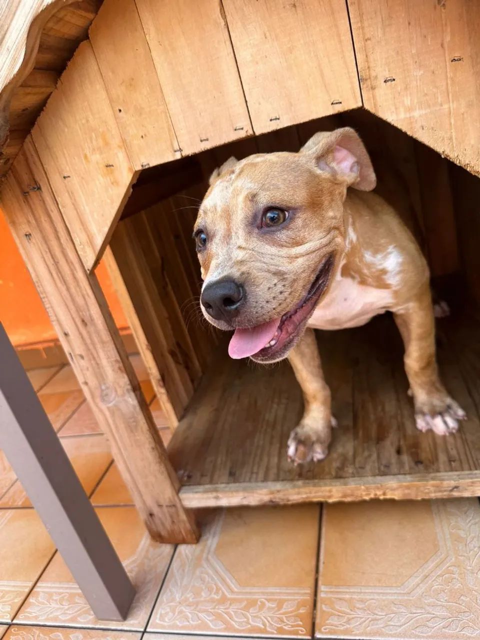 American bully merle 