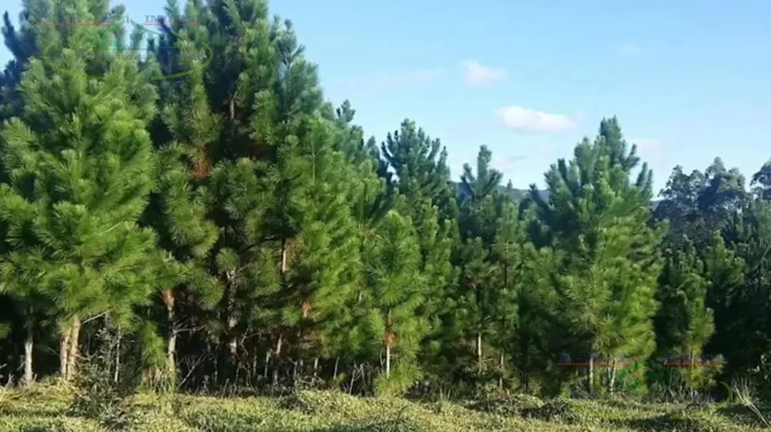 Land em Guapiara - São Paulo, Zona Rural - Foto 5