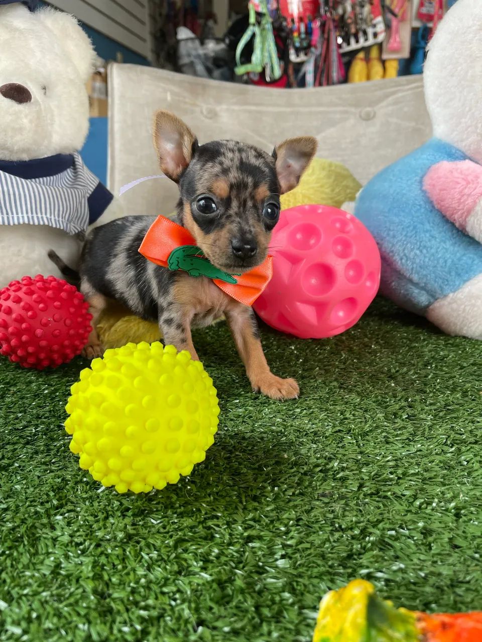 Pinscher machinho micro!!$2.400,00