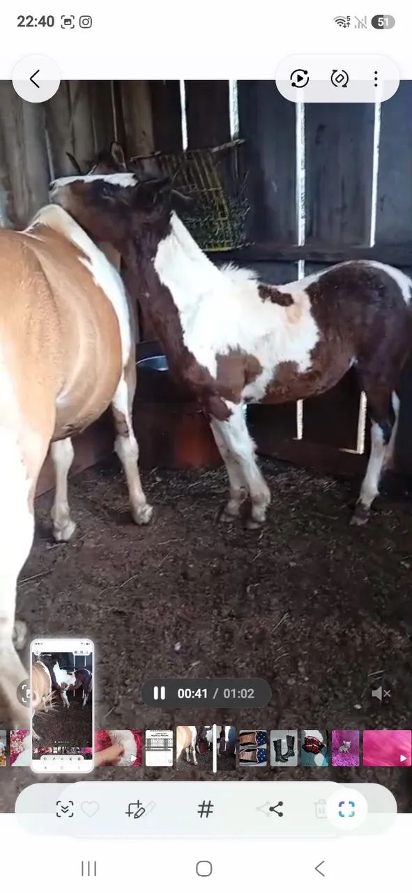 Cavalo crioulo - Foto 2
