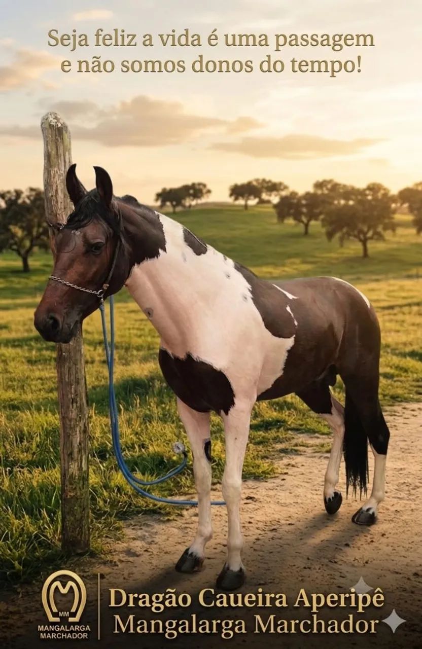 Cavalo - Foto 2