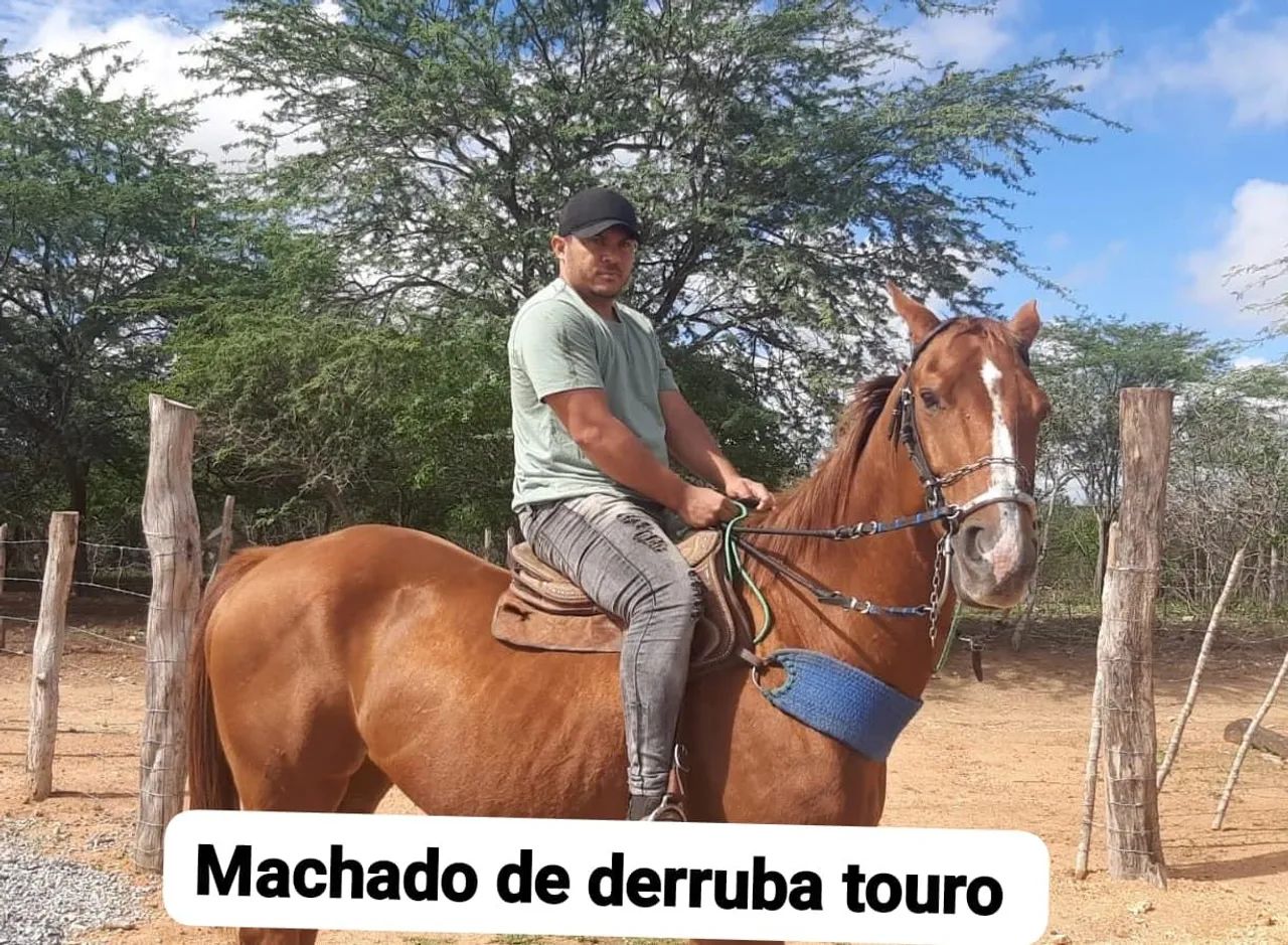 Cavalo de esquerda  - Foto 2