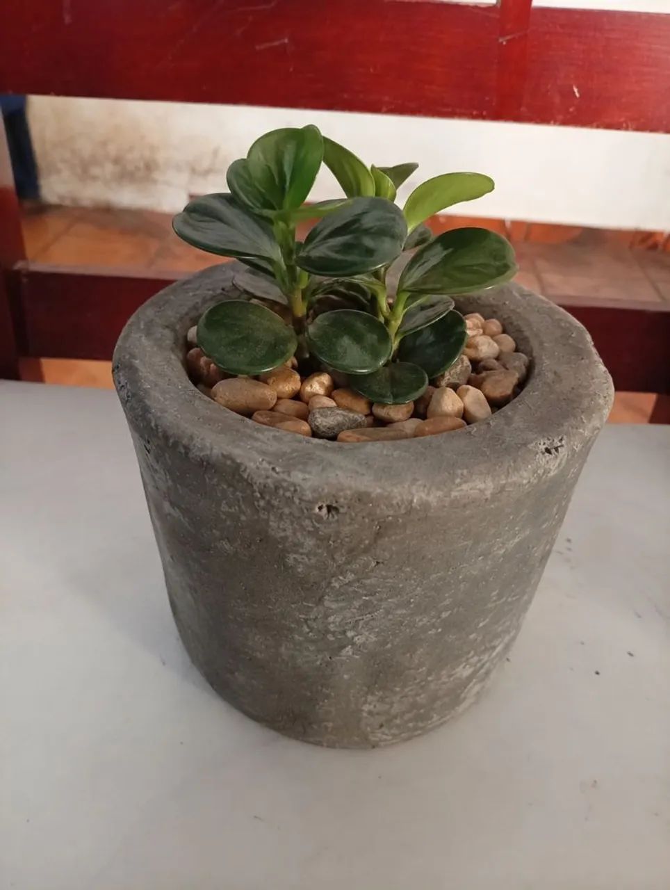 Vaso de plantas  - Foto 2