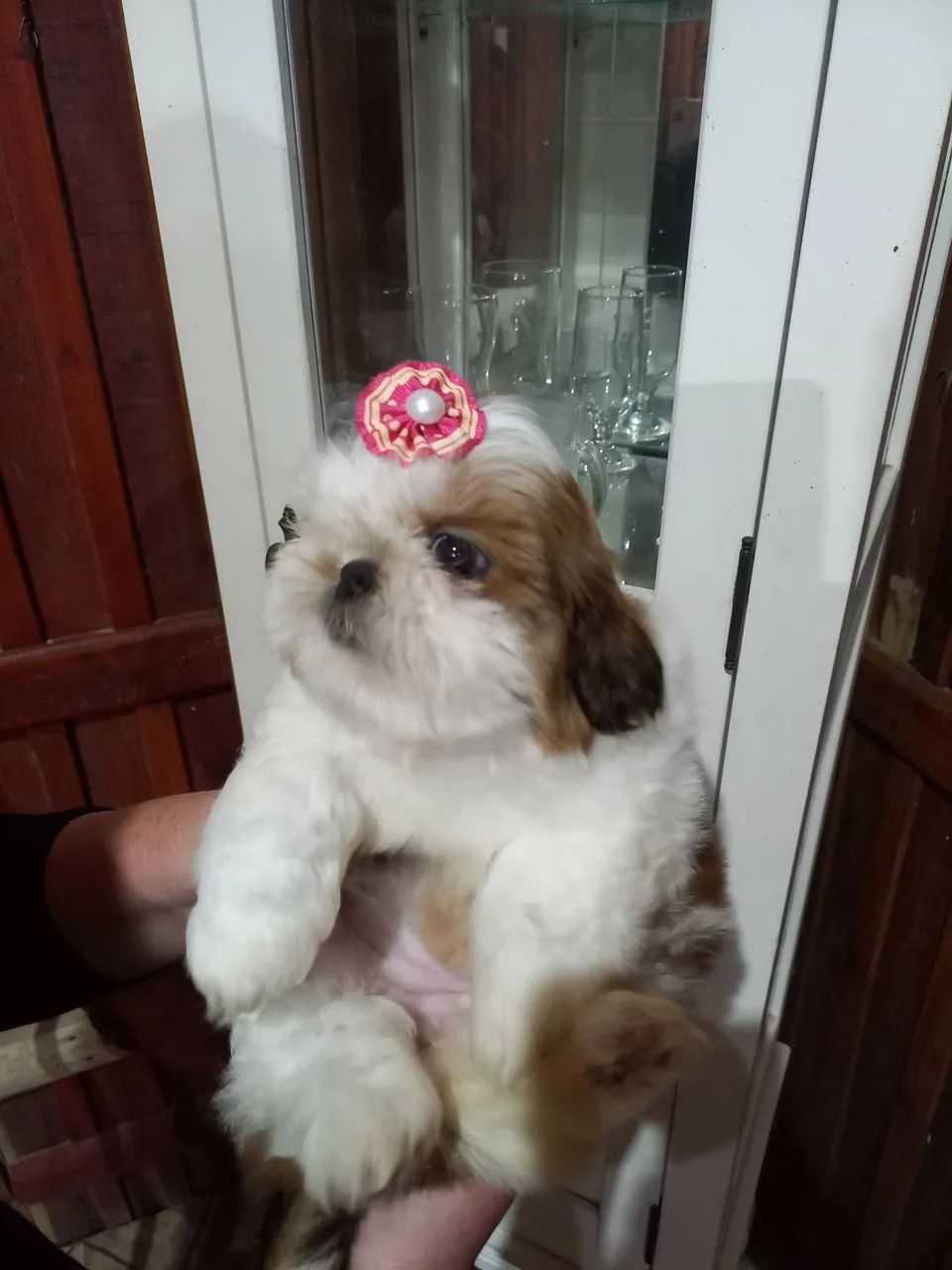 Mini shih tzu  - Foto 4