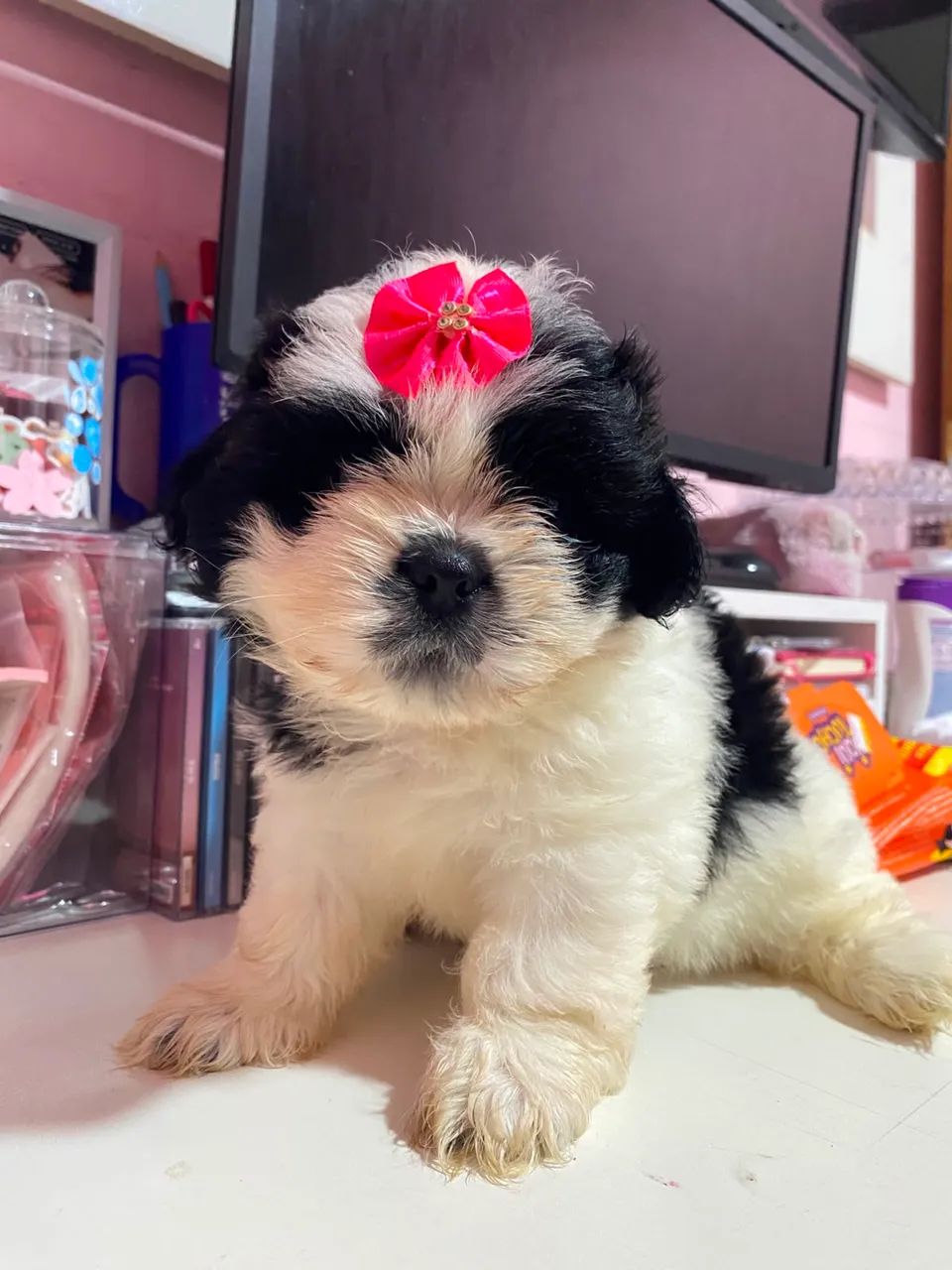 Filhote de Shihtzu  - Foto 2