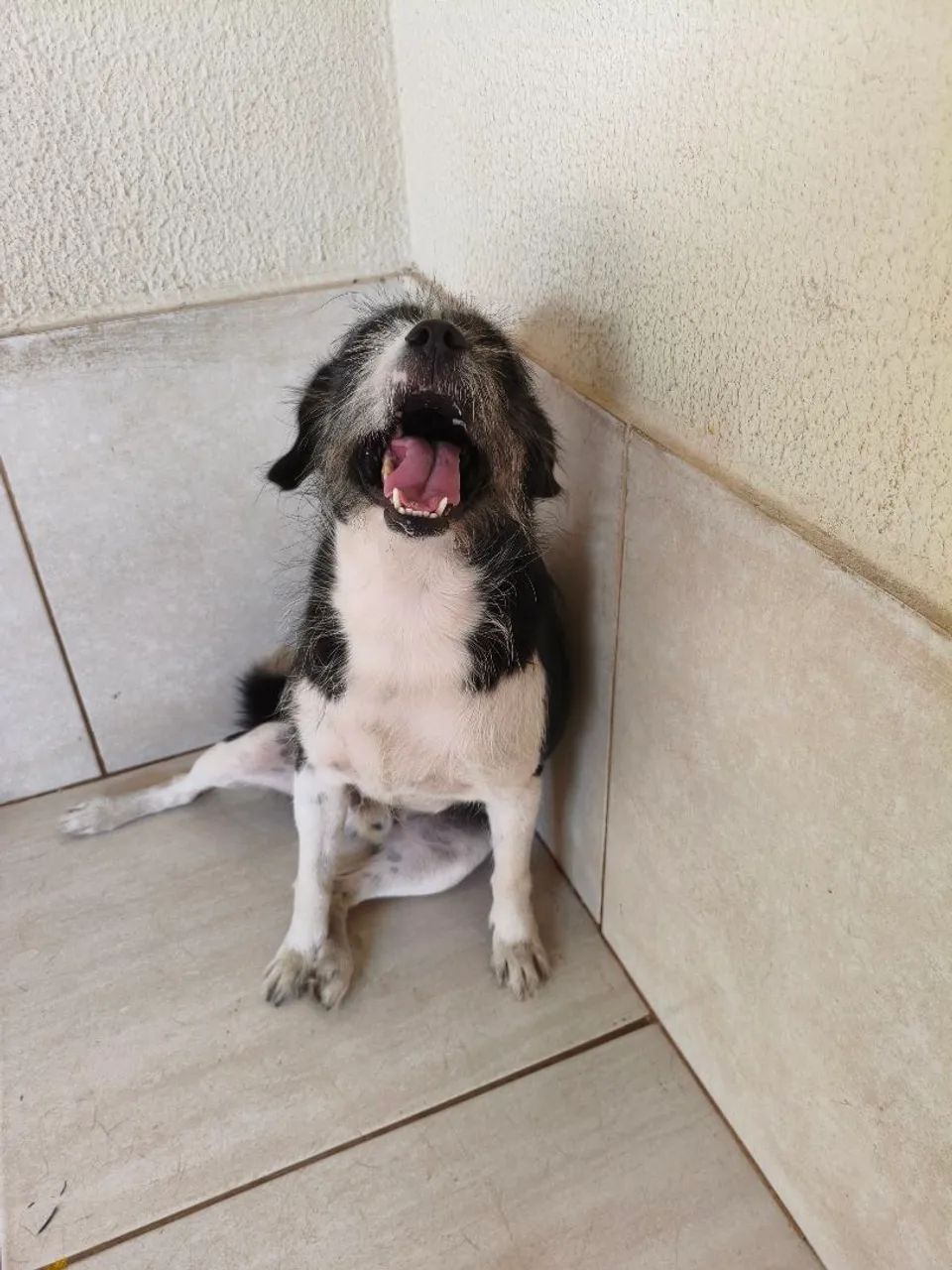 Adoção cachorro 